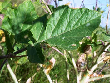 Brassica nigra (L.) W. D. J. Koch